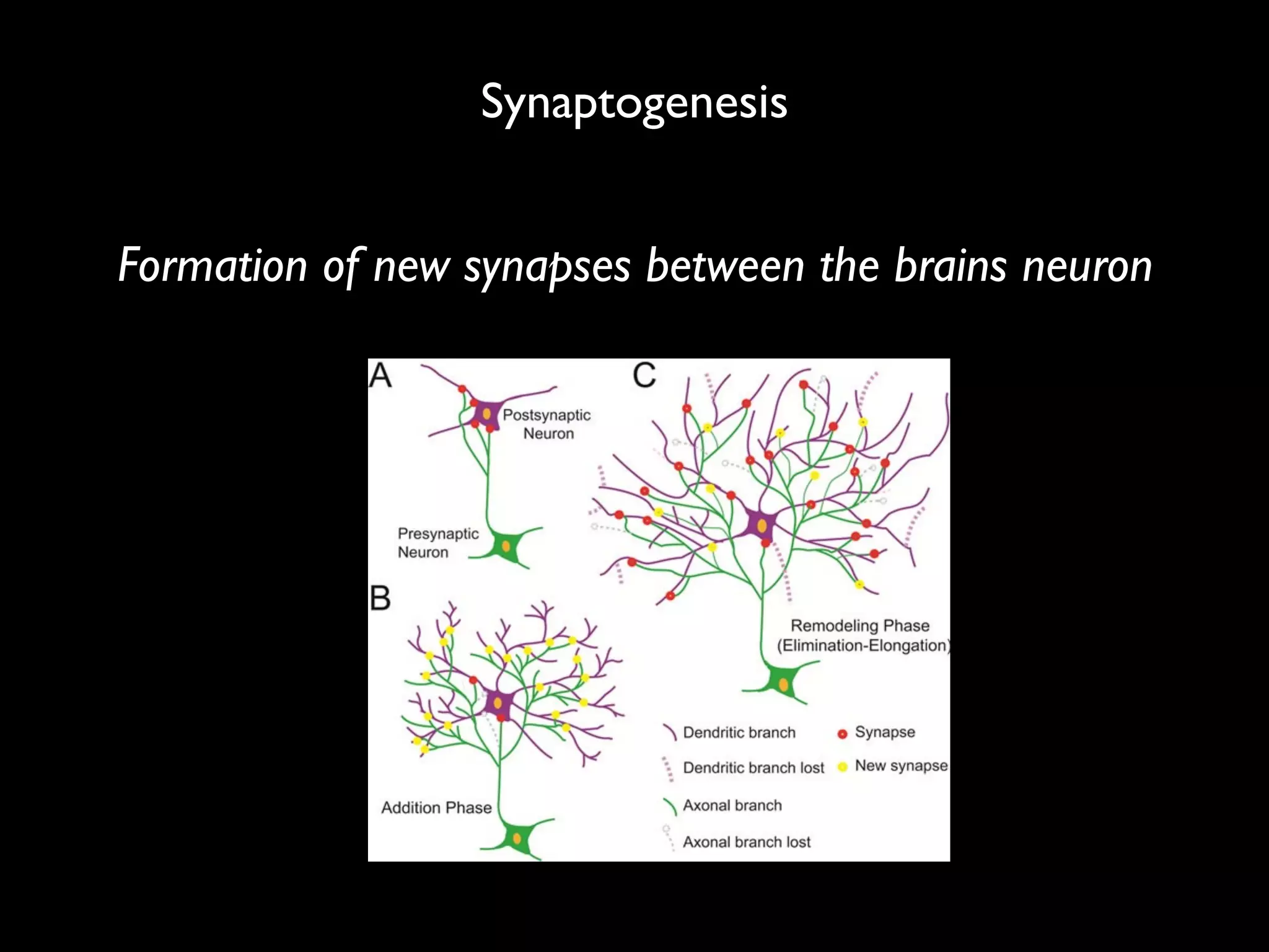 Synaptogenesis
Formation of new synapses between the brains neuron
 