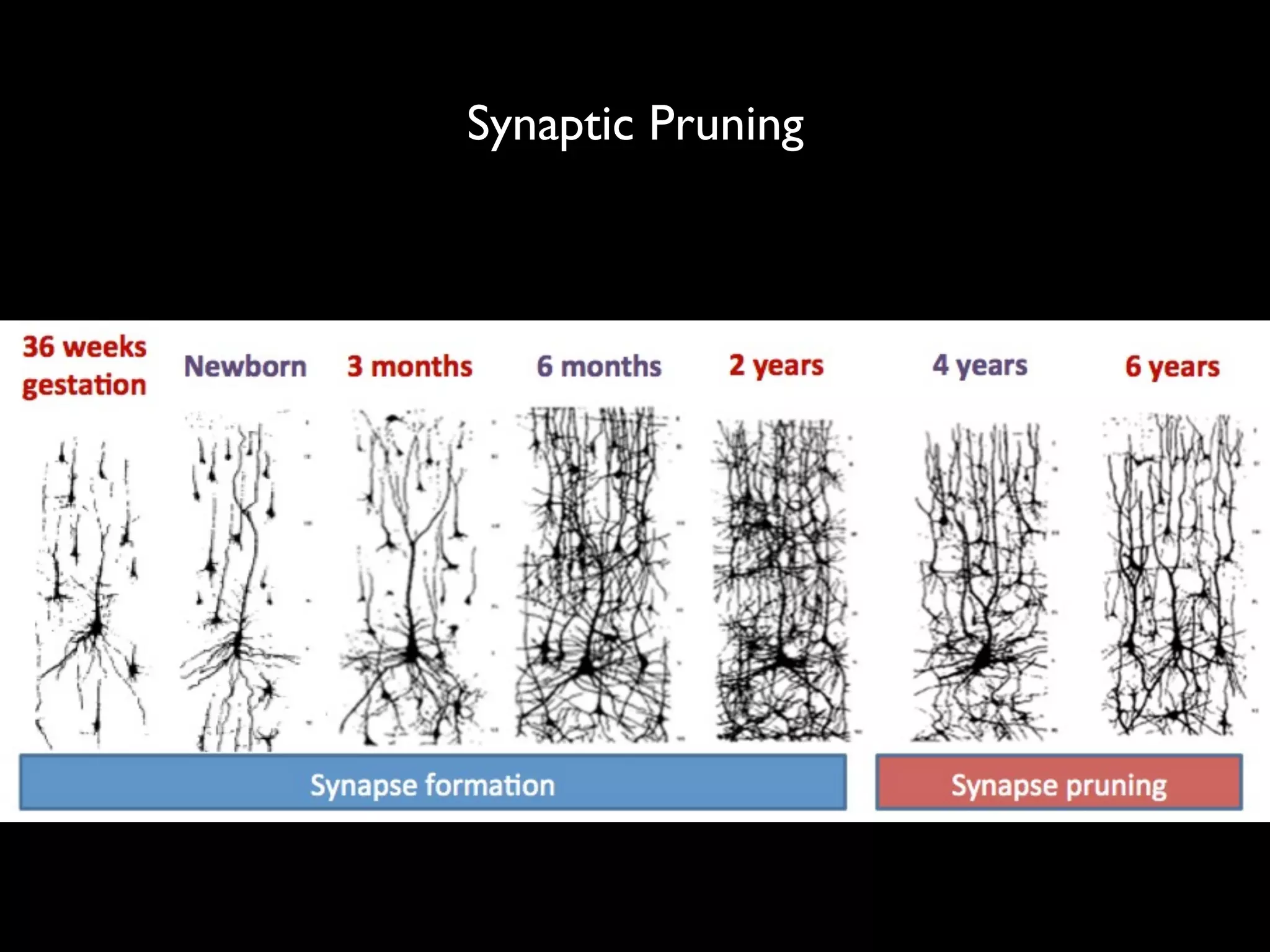 Synaptic Pruning
 