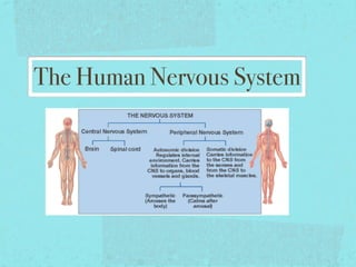 The Human Nervous System
 