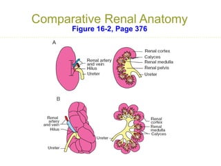 Lesson-1-Urinary-and-Reproductive-Systems.pdf