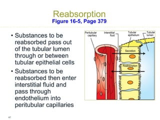 Rectisol Absorption System Lesson-1-Urinary-and-Reproductive-Systems.pdf