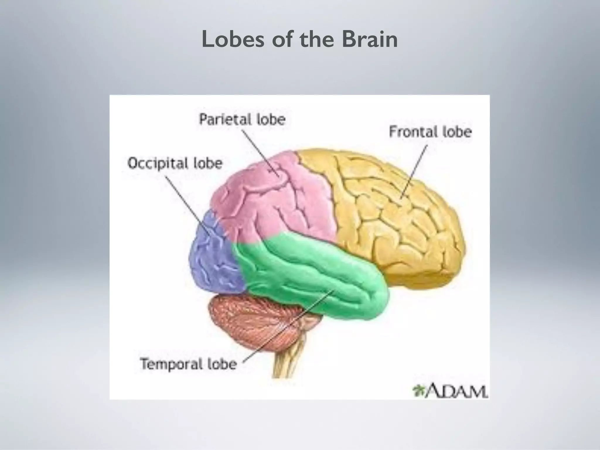 Lesson 10 cortical lobes of the brain | PDF