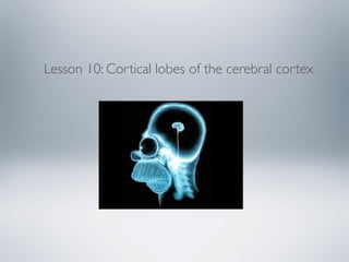 Lesson 10: Cortical lobes of the cerebral cortex
 