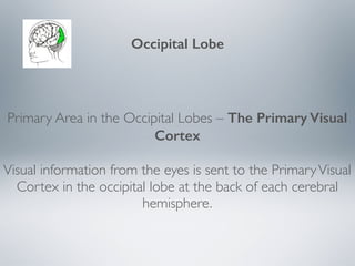 Lesson 10 cortical lobes of the brain | PDF