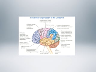 Lesson 10 cortical lobes of the brain | PDF