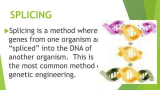 SPLICING
Splicing is a method where
genes from one organism are
“spliced” into the DNA of
another organism. This is
the most common method of
genetic engineering.
 