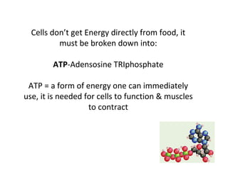 Cells don’t get Energy directly from food, it must be broken down into: ATP -Adensosine TRIphosphate ATP = a form of energy one can immediately use, it is needed for cells to function & muscles to contract 