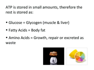 ATP is stored in small amounts, therefore the rest is stored as: Glucose = Glycogen (muscle & liver) Fatty Acids = Body fat Amino Acids = Growth, repair or excreted as waste 