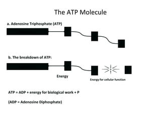 The ATP Molecule Adenosine Adenosine Energy a. Adenosine Triphosphate (ATP) b. The breakdown of ATP: P P P P P P ATP = ADP + energy for biological work + P (ADP = Adenosine Diphosphate) Energy for cellular function 