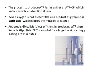 The process to produce ATP is not as fast as ATP-CP, which makes muscle contraction slower When oxygen is not present the end product of glycolisis is  lactic acid,  which causes the muscles to fatigue Anaerobic Glycolisis is less efficient in producing ATP than Aerobic Glycolisis, BUT is needed for a large burst of energy lasting a few minutes 