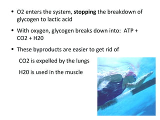 O2 enters the system,  stopping  the breakdown of glycogen to lactic acid  With oxygen, glycogen breaks down into:  ATP + CO2 + H20 These byproducts are easier to get rid of  CO2 is expelled by the lungs H20 is used in the muscle  