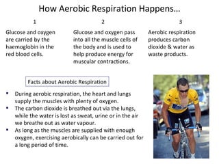 Facts about Aerobic Respiration How Aerobic Respiration Happens… Glucose and oxygen are carried by the haemoglobin in the  red blood cells. Glucose and oxygen pass into all the muscle cells of the body and is used to help produce energy for muscular contractions. Aerobic respiration produces carbon dioxide & water as waste products.   During aerobic respiration, the heart and lungs supply the muscles with plenty of oxygen. The carbon dioxide is breathed out via the lungs, while the water is lost as sweat, urine or in the air we breathe out as water vapour. As long as the muscles are supplied with enough oxygen, exercising aerobically can be carried out for a long period of time. 1 2 3 