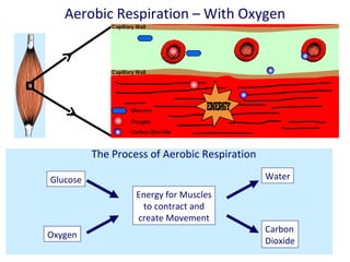 Aerobic Respiration – With Oxygen 1. Glucose  and  oxygen  are transported to the working muscles by the blood. Aerobic respiration involves the release of energy from the   slow   breakdown of glucose   using   oxygen,   inside the cells. 2. Glucose and oxygen are then used by the muscles of the body to produce energy. 3. This process creates  carbon dioxide  and  water. 4. The carbon dioxide passes back into the blood for removal. The Process of Aerobic Respiration  Energy for Muscles to contract and create Movement Water Carbon Dioxide Glucose Oxygen 
