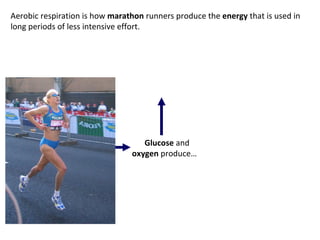 Aerobic respiration is how  marathon  runners produce the  energy  that is used in long periods of less intensive effort. Glucose  and  oxygen  produce… 