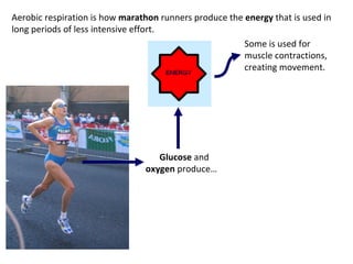 Aerobic respiration is how  marathon  runners produce the  energy  that is used in long periods of less intensive effort. Glucose  and  oxygen  produce… Some is used for muscle contractions, creating movement. 