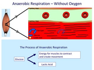 Anaerobic respiration involves the release of a little energy, very quickly from the incomplete breakdown of glucose without using   oxygen,   inside the cells. 1. Glucose is made available by the breakdown of glycogen stored in the working muscles. 2.  The glucose is used by the muscles of the body to produce energy, without the use of oxygen. 3.  This process creates lactic acid, which passes back into the blood for removal. Anaerobic Respiration – Without Oxygen The Process of Anaerobic Respiration Glucose Energy for muscles to contract and create movement Lactic Acid 