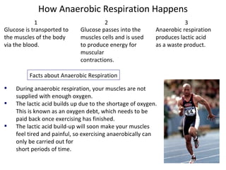 Glucose is transported to the muscles of the body via the blood. How Anaerobic Respiration Happens Glucose passes into the muscles cells and is used to produce energy for muscular contractions. Anaerobic respiration produces lactic acid as a waste product. Facts about Anaerobic Respiration During anaerobic respiration, your muscles are not supplied with enough oxygen. The lactic acid builds up due to the shortage of oxygen. This is known as an oxygen debt, which needs to be paid back once exercising has finished. The lactic acid build-up will soon make your muscles feel tired and painful, so exercising anaerobically can only be carried out for short periods of time. 1 2 3 