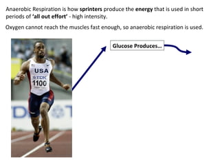 Anaerobic Respiration is how  sprinters  produce the  energy  that is used in short periods of  ‘all   out   effort’  - high intensity. Glucose Produces… Oxygen cannot reach the muscles fast enough, so anaerobic respiration is used. 