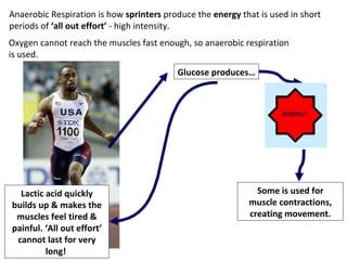 Anaerobic Respiration is how  sprinters  produce the  energy  that is used in short periods of  ‘all   out   effort’  - high intensity. Glucose produces… Lactic acid quickly builds up & makes the muscles feel tired & painful. ‘All out effort’ cannot last for very long!  Oxygen cannot reach the muscles fast enough, so anaerobic respiration is used. Some is used for muscle contractions, creating movement. 