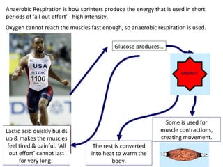 Anaerobic Respiration is how sprinters produce the energy that is used in short periods of ‘all out effort’ - high intensity. Glucose produces… Lactic acid quickly builds up & makes the muscles feel tired & painful. ‘All out effort’ cannot last for very long!  The rest is converted into heat to warm the body. Oxygen cannot reach the muscles fast enough, so anaerobic respiration is used. Some is used for muscle contractions, creating movement. 