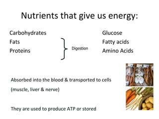 Nutrients that give us energy: Carbohydrates Fats Proteins Glucose Fatty acids Amino Acids Digestion Absorbed into the blood & transported to cells  (muscle, liver & nerve) They are used to produce ATP or stored 