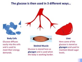 The glucose is then used in 3 different ways… Here some of the glucose is stored as  glycogen  and used to maintain blood sugar levels. Glucose is stored here as  glycogen  and is used when the body is working harder. Glucose diffuses easily into the cells and is used to meet their energy demands. Skeletal Muscle Liver Body Cells 