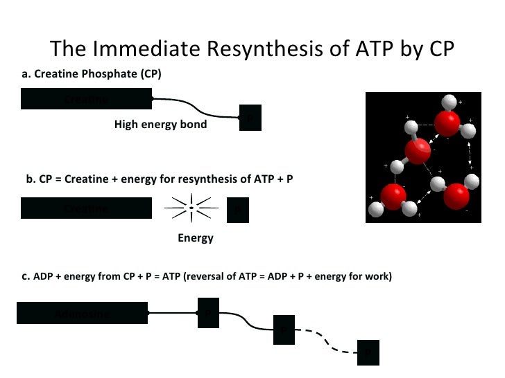 Rate of atp production picture