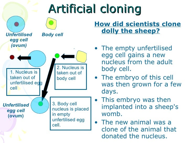 😂 Example of cloning in animals. What are some real world examples of