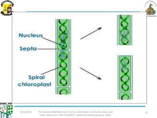 Diagram of spirogyra