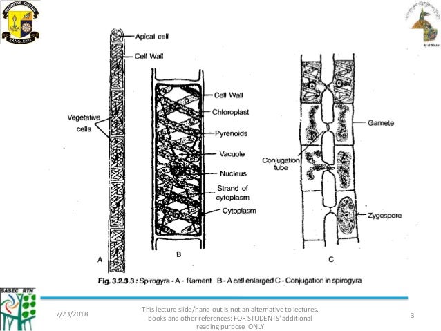 Diagram of chloroplast with labels