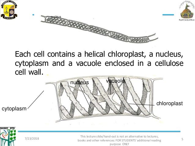 Spirogyra