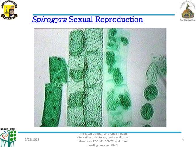 Spirogyra