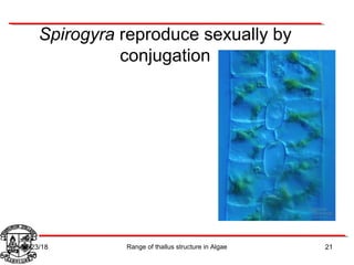 Spirogyra reproduce sexually by
conjugation
21Range of thallus structure in Algae07/23/18
 