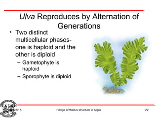 Ulva Reproduces by Alternation of
Generations
• Two distinct
multicellular phases-
one is haploid and the
other is diploid
– Gametophyte is
haploid
– Sporophyte is diploid
22Range of thallus structure in Algae07/23/18
 