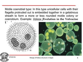 Motile coenobial type: In this type unicellular cells with their
flagella protruded out is embedded together in a gelatinous
sheath to form a more or less rounded motile colony or
coenobium. Example: Volvox [Evolution in the Volvocine
Line]
8Range of thallus structure in Algae07/23/18
 