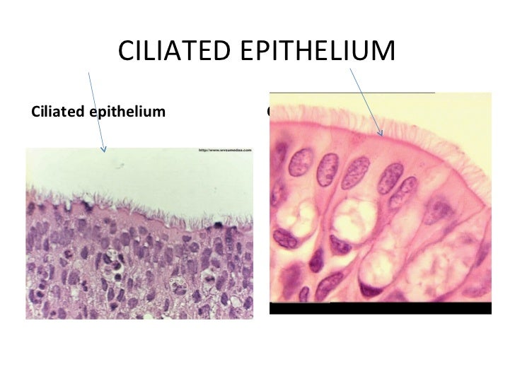 The tissues of the lungs