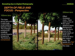 Revealing Eye in Digital Photography   DE002A DEPTH-OF-FIELD AND FOCUS - Perspective 100mm lens The trees group here with a seemingly small distance between them. The enlarged background suddenly moved towards foreground. The scene is  compressed .  200mm lens Effect increases more. Trees seem to be on the same distance plane. Background may be blurry (due to the small depth-of-field) and seems to be a few meters away. We speak of a  "flat" perspective  is this case.  .  