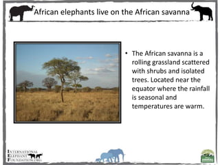 • The African savanna is a
rolling grassland scattered
with shrubs and isolated
trees. Located near the
equator where the rainfall
is seasonal and
temperatures are warm.
African elephants live on the African savanna
 