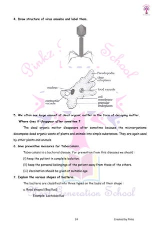 4. Draw structure of virus amoeba
5. We often see large amount of dead o
Where does it disappear after sometime ?
The dead organic matter disappears after sometime because the microorganisms
decompose dead organic waste of plants and animals into simple substances. They are
by other plants and animals.
6. Give preventive measures for Tuberculosis.
Tuberculosis is a bacterial disease. For prevention from this diseases we should :
(i) keep the patient in complete isolation.
(ii) keep the personal belongings
(iii) Vaccination should be given at suitable age.
7. Explain the various shapes of bacteria.
The bacteria are classified into three types on the basis of their shape :
a. Road shaped (Bacillus):
Example: Lactobacillus
24 Created by Pinkz
amoeba and label them.
5. We often see large amount of dead organic matter in the form of decaying matter.
Where does it disappear after sometime ?
The dead organic matter disappears after sometime because the microorganisms
decompose dead organic waste of plants and animals into simple substances. They are
6. Give preventive measures for Tuberculosis.
Tuberculosis is a bacterial disease. For prevention from this diseases we should :
(i) keep the patient in complete isolation.
(ii) keep the personal belongings of the patient away from those of the others.
(iii) Vaccination should be given at suitable age.
7. Explain the various shapes of bacteria.
The bacteria are classified into three types on the basis of their shape :
Example: Lactobacillus
Created by Pinkz
rganic matter in the form of decaying matter.
The dead organic matter disappears after sometime because the microorganisms
decompose dead organic waste of plants and animals into simple substances. They are again used
Tuberculosis is a bacterial disease. For prevention from this diseases we should :
of the patient away from those of the others.
The bacteria are classified into three types on the basis of their shape :
 