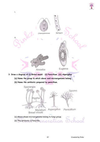 i.
ii.
3. Draw a diagram of (i) Bread mould (ii) Penicillium (iii) Aspergillus
(a) Name the group to which above said microorganisms belong.
(b) Name the antibiotic prepared by penicillium.
(a) Above shown microorganisms belong to fungi group.
(b) The antibiotic is Penicillin.
37 Created by Pinkz
3. Draw a diagram of (i) Bread mould (ii) Penicillium (iii) Aspergillus
(a) Name the group to which above said microorganisms belong.
(b) Name the antibiotic prepared by penicillium.
shown microorganisms belong to fungi group.
(b) The antibiotic is Penicillin.
Created by Pinkz
 