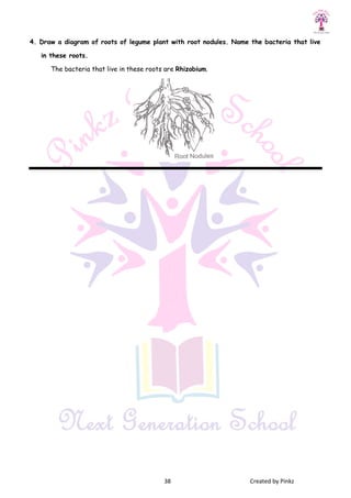 4. Draw a diagram of roots of legume plant with root nodules. Name the bacteria that live
in these roots.
The bacteria that live in these roots are
38 Created by Pinkz
4. Draw a diagram of roots of legume plant with root nodules. Name the bacteria that live
The bacteria that live in these roots are Rhizobium.
Created by Pinkz
4. Draw a diagram of roots of legume plant with root nodules. Name the bacteria that live
 