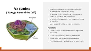 LESSON-2-Cell-Organelles-and-Their-Functions.pptx