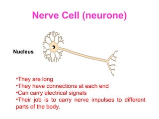 Nerve Cell (neurone)
•They are long
•They have connections at each end
•Can carry electrical signals
•Their job is to carry nerve impulses to different
parts of the body.
Nucleus
 