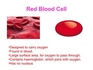 Red Blood Cell
•Designed to carry oxygen
•Found in blood.
•Large surface area, for oxygen to pass through.
•Contains haemoglobin, which joins with oxygen.
•Has no nucleus
 