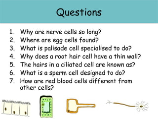 Questions
1. Why are nerve cells so long?
2. Where are egg cells found?
3. What is palisade cell specialised to do?
4. Why does a root hair cell have a thin wall?
5. The hairs in a ciliated cell are known as?
6. What is a sperm cell designed to do?
7. How are red blood cells different from
other cells?
Questions
 