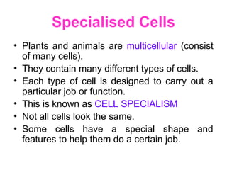 Specialised Cells
• Plants and animals are multicellular (consist
of many cells).
• They contain many different types of cells.
• Each type of cell is designed to carry out a
particular job or function.
• This is known as CELL SPECIALISM
• Not all cells look the same.
• Some cells have a special shape and
features to help them do a certain job.
 