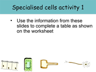 Questions
• Use the information from these
slides to complete a table as shown
on the worksheet
Specialised cells activity 1
 