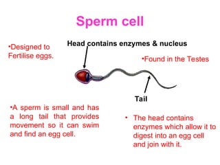 Sperm cell
• The head contains
enzymes which allow it to
digest into an egg cell
and join with it.
Head contains enzymes & nucleus
Tail
•Designed to
Fertilise eggs.
•A sperm is small and has
a long tail that provides
movement so it can swim
and find an egg cell.
•Found in the Testes
 