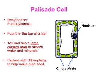 Palisade Cell
• Designed for
Photosynthesis
• Found in the top of a leaf
• Tall and has a large
surface area to absorb
water and minerals.
• Packed with chloroplasts
to help make plant food.
Nucleus
Chloroplasts
 