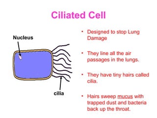 Ciliated Cell
• Designed to stop Lung
Damage
• They line all the air
passages in the lungs.
• They have tiny hairs called
cilia.
• Hairs sweep mucus with
trapped dust and bacteria
back up the throat.
Nucleus
cilia
 